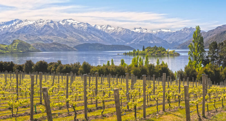 Weinanbau in Neuseeland