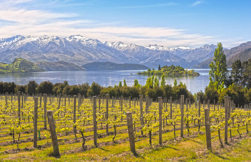 Weinanbau in Neuseeland