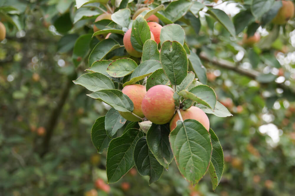 Apfelbäume für Cidreherstellung