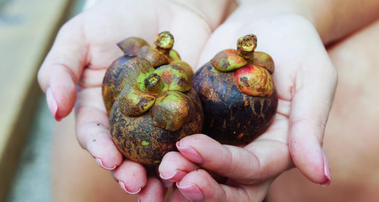 Frische Mangosteen - Gesunde Früchte