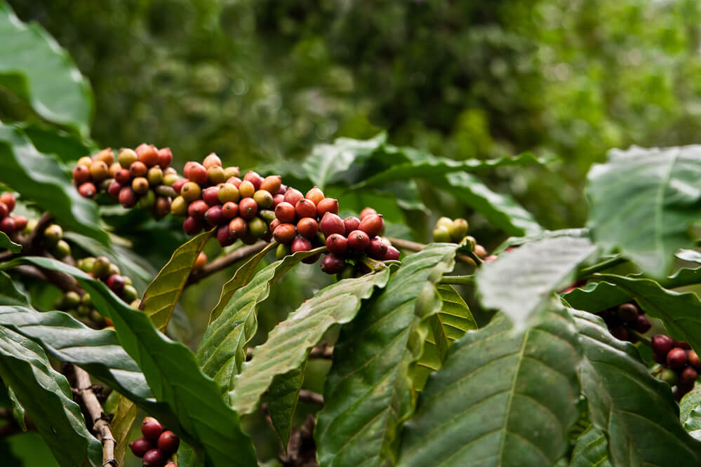Die Kaffeepflanze