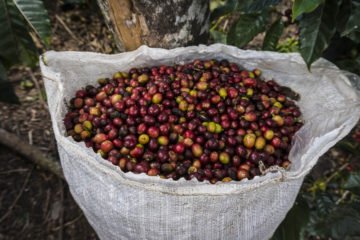 Kaffeebohnen