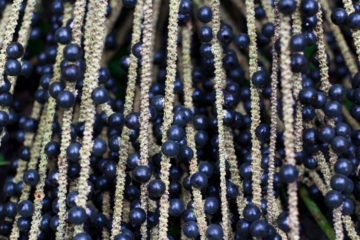 Acai Beeren aus dem Jungle