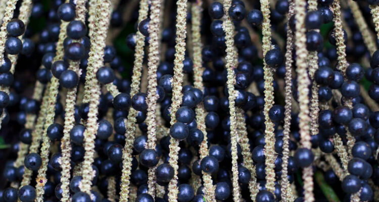 Acai Beeren aus dem Jungle