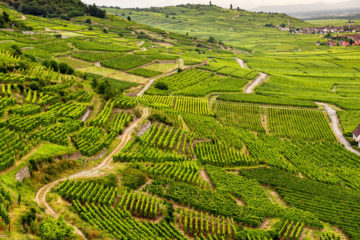 Die Weinregion Elsass