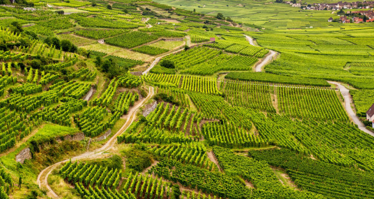 Die Weinregion Elsass