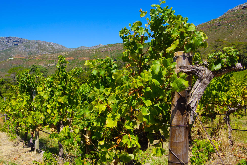 Steenberg Wine Estate Constantia Valley - Reben auf dem Weingut