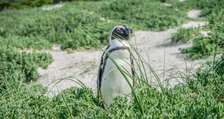 Boulders Beach Pinguine - Pinguine 2