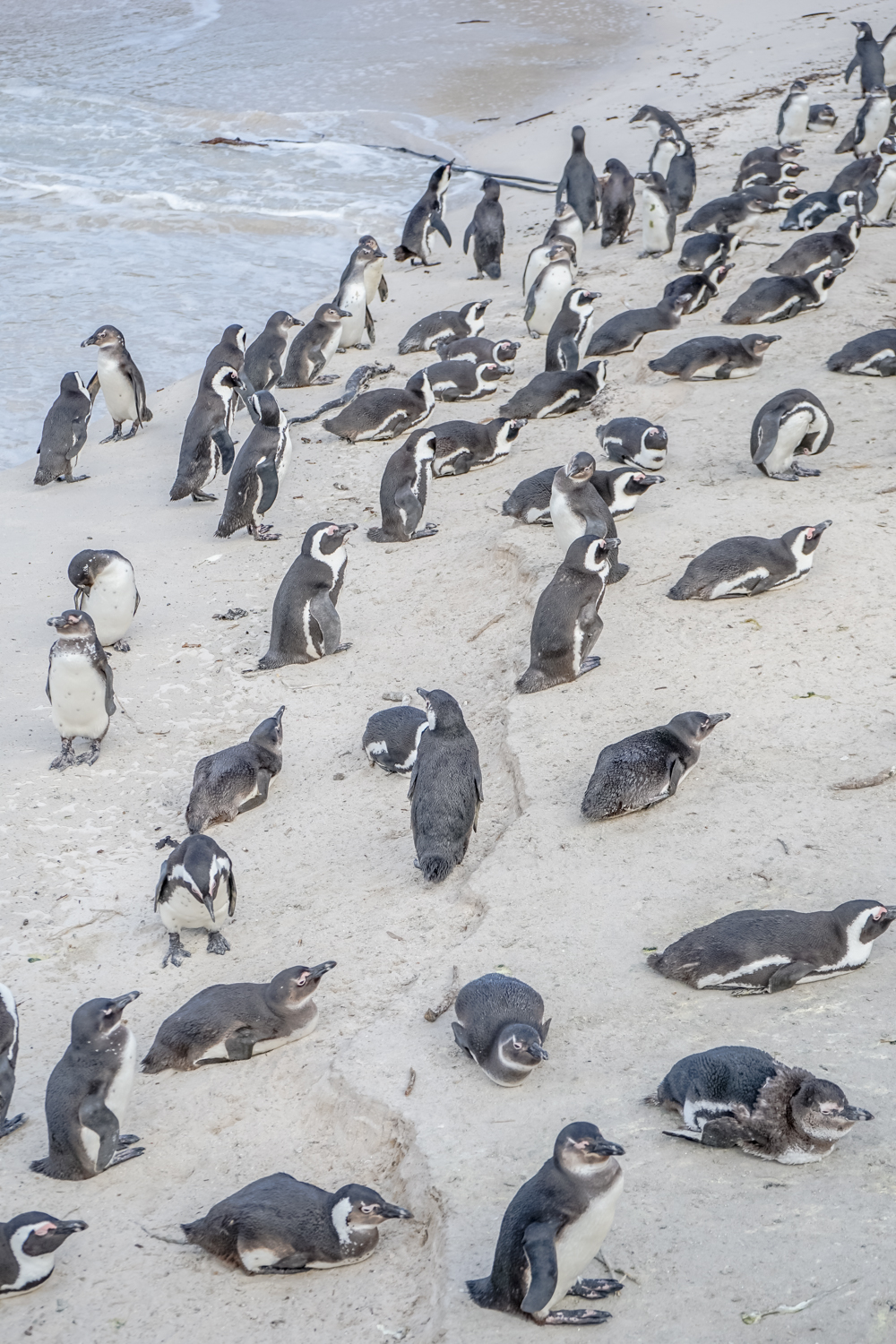 Boulders Beach Pinguine - Pinguine 8