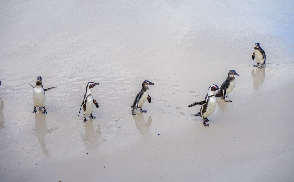 Boulders Beach Pinguine - Pinguine kommen aus dem Wasser