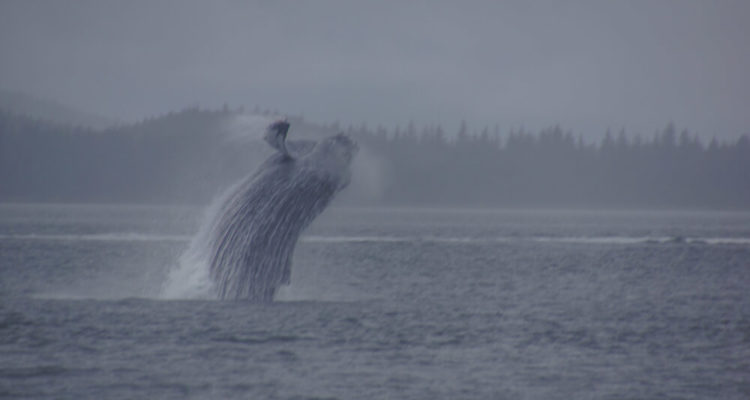 Juneau, Alaska - Whale Watching Tours - Atemberaubend schön