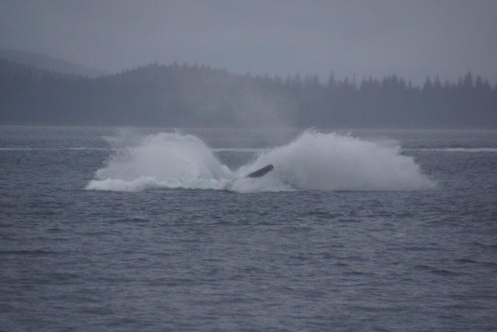 Juneau, Alaska - Whale Watching Tours - Wal taucht ins Wasser ein