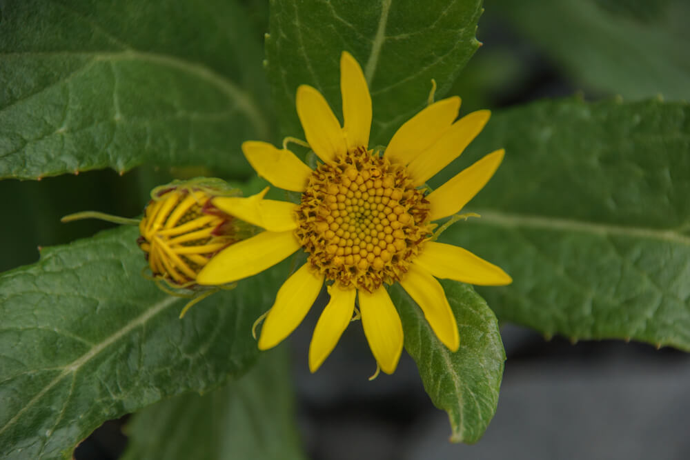 Kodiak, Alaska USA - Blumen im August