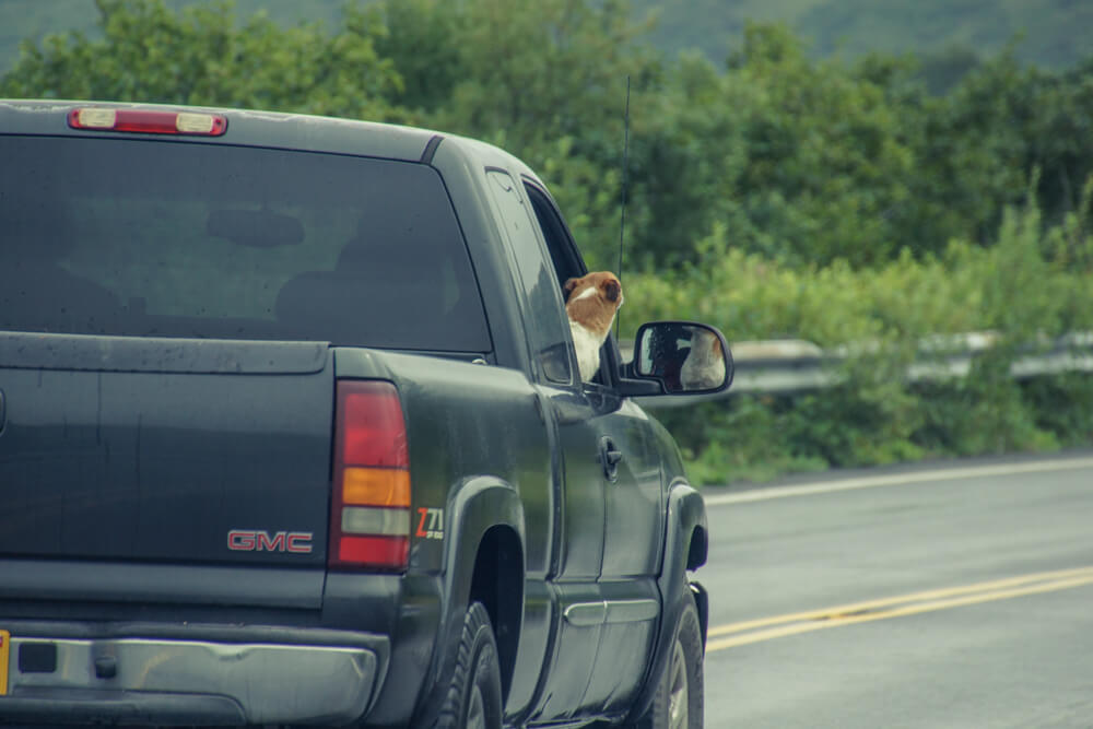 Kodiak, Alaska USA - Hund im Pickup