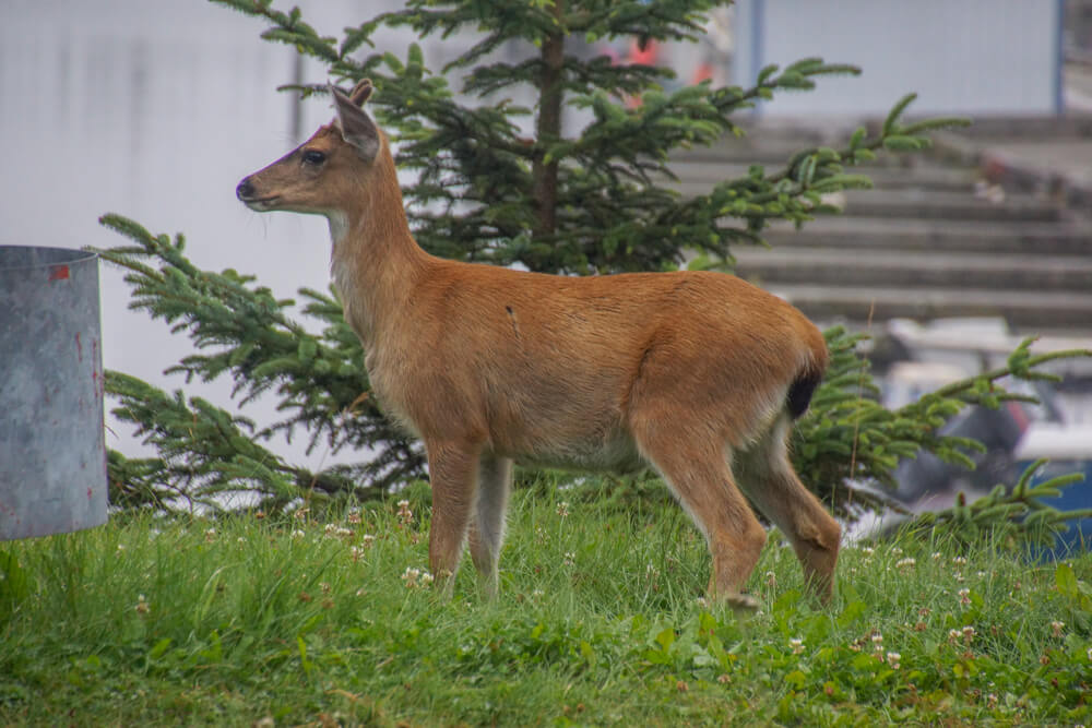 Kodiak, Alaska USA - Rehe an der Straße