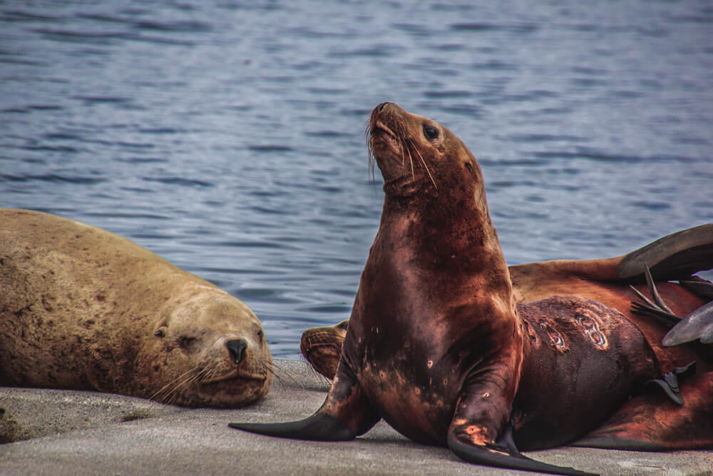 Kodiak, Alaska USA - Seelöwen 2