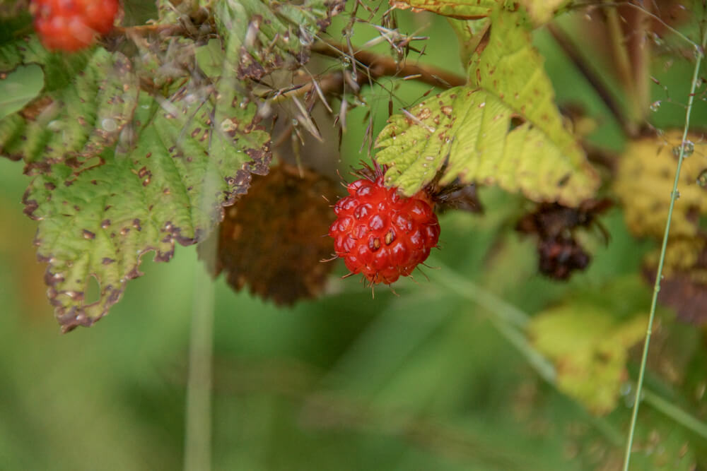 Kodiak, Alaska USA - wilde Beeren