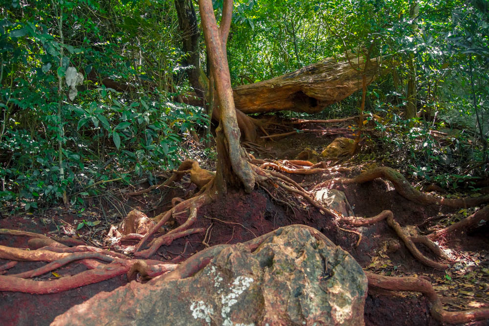 Railay Beach Lagoon - Weg und Wurzeln