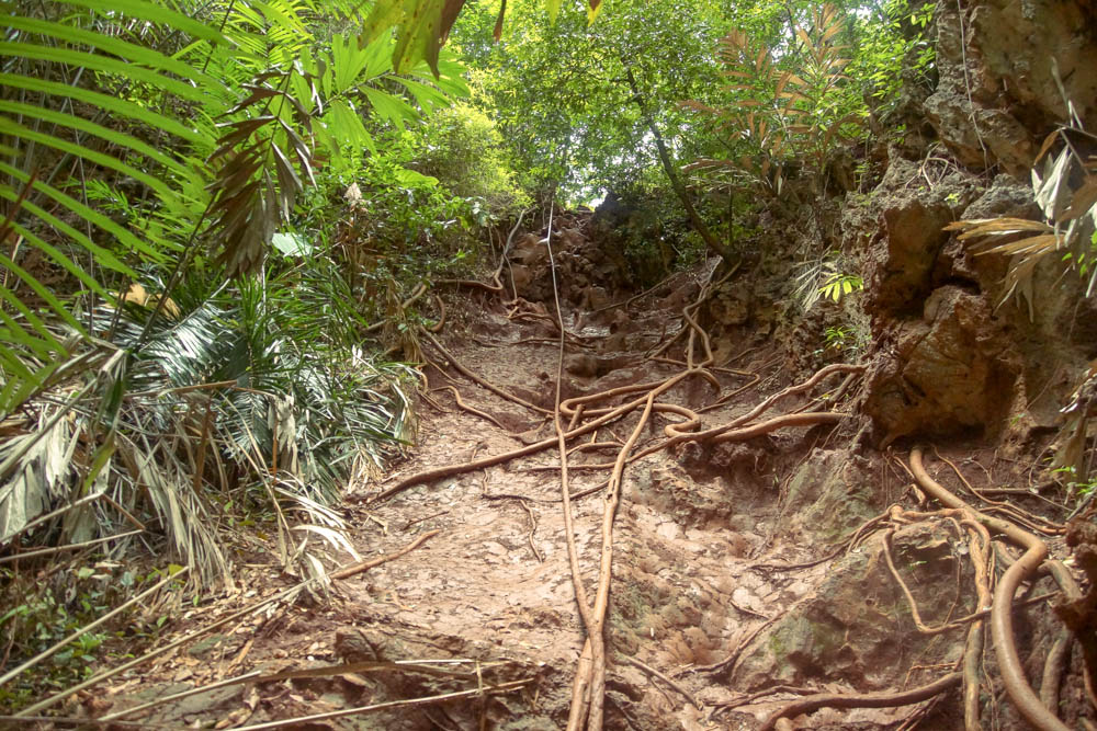 Railay Beach Lagoon - Wurzeln und Kletterseil