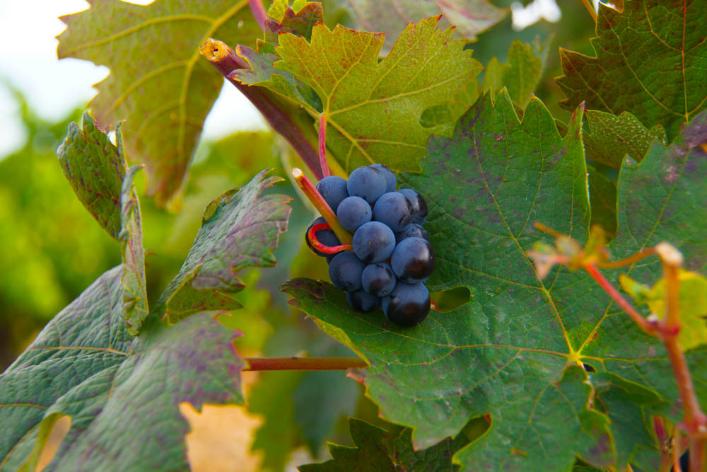 Finca Museum, Spanien - Wein am Stock