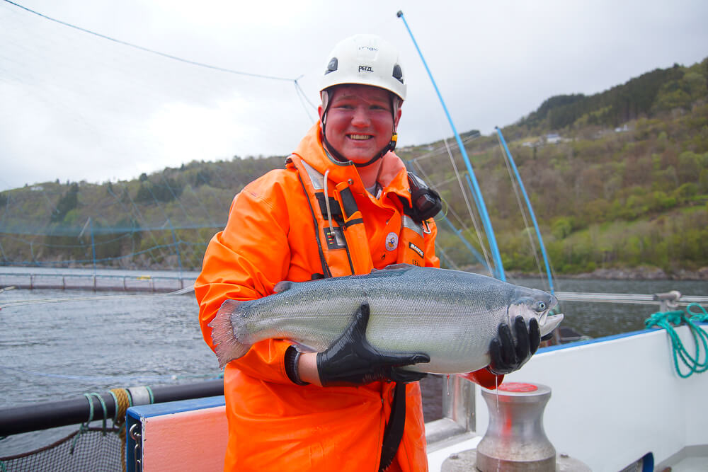 Lachs oder Fjordforelle