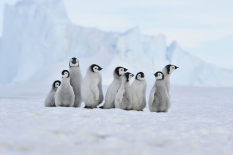 Pinguine in der Arktis entdecken