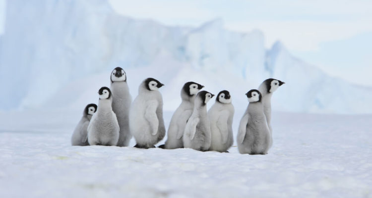 Pinguine in der Arktis entdecken