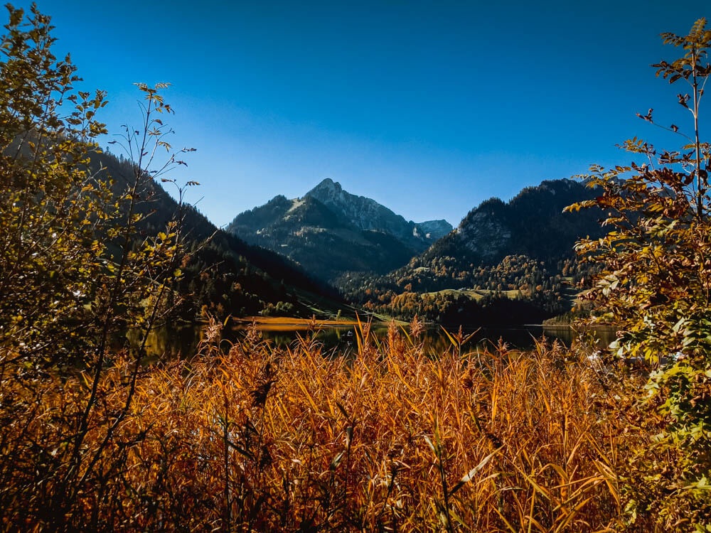 Schwarzsee im Herbstschilf