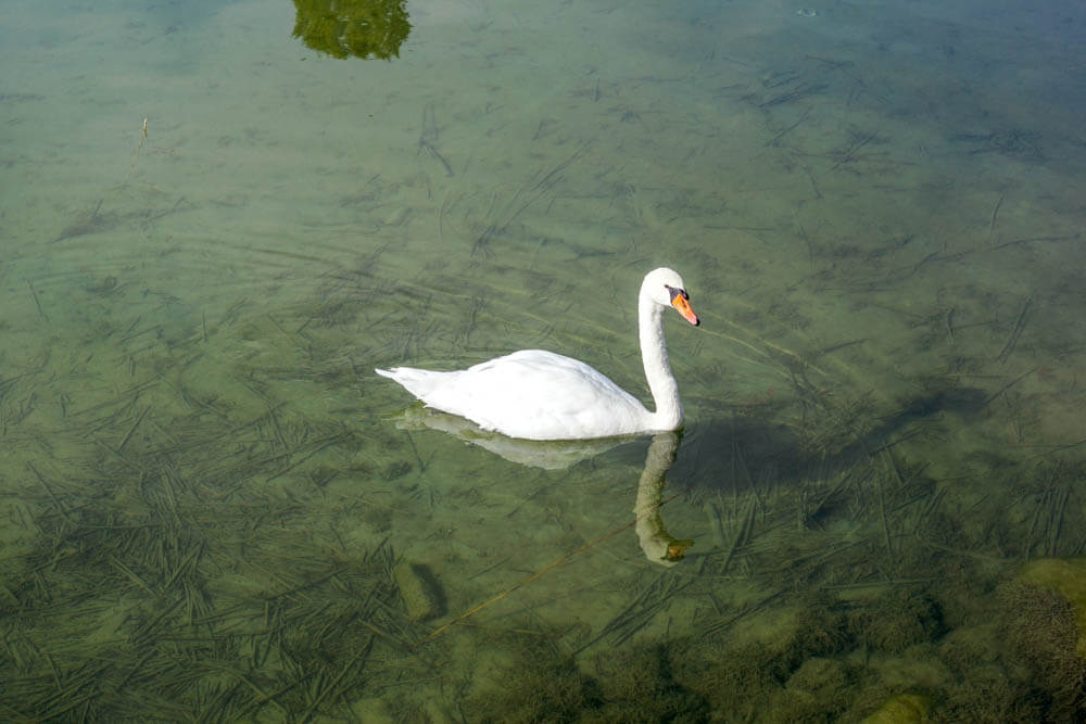 Glücklicher Schwan auf dem Murtensee - glasklares Wasser