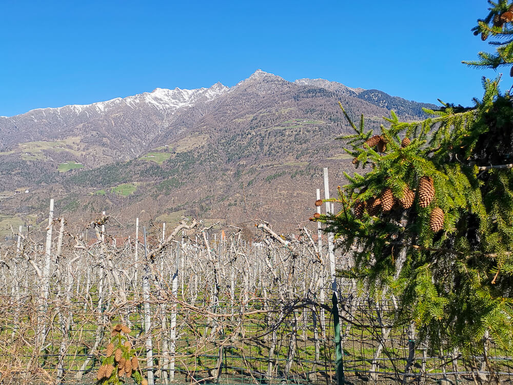 Speck aus Südtirol - Wundervolle Landschaft mit Apfelplantagen