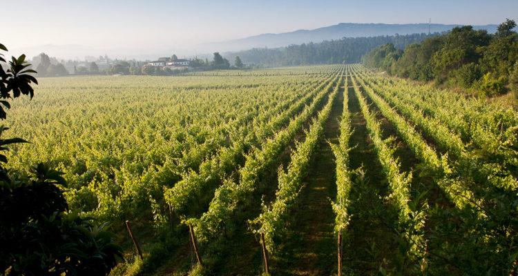 Vinho Verde Region in Portugal 3