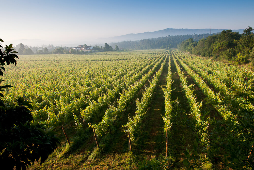 Vinho Verde Region in Portugal 3