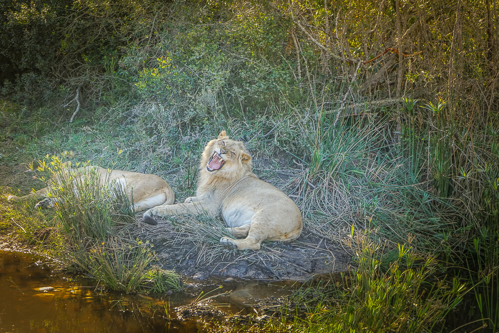 Botlierskop Private Game Reserve - Löwen beim Mittagsschlaf