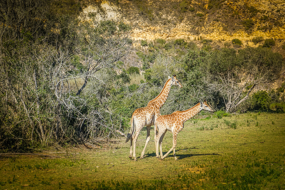 Botlierskop Private Game Reserve - junge Giraffen