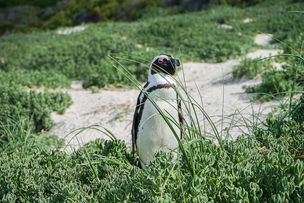 Pinguine am Boulders Beach