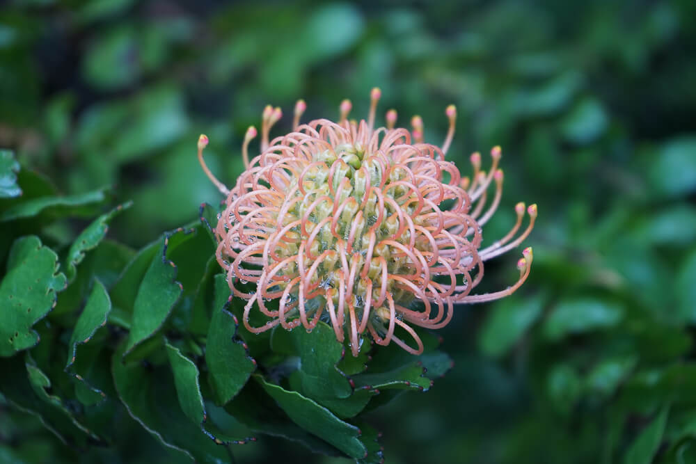 Protea Blumen im Fynbos Landschaft im Grootbos Park