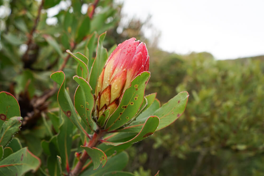 Protea Blumen im Fynbos Landschaft
