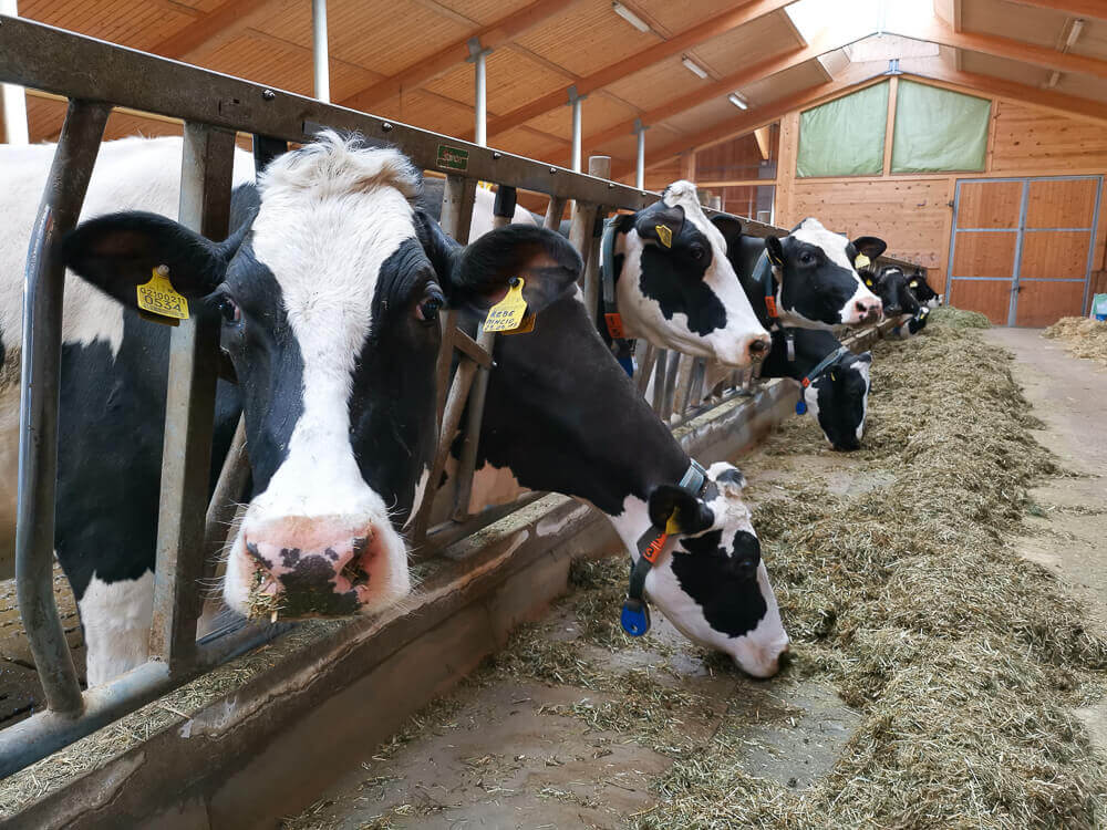 Stilfser Käse, Südtirol - glückliche Kühe, gute Milch