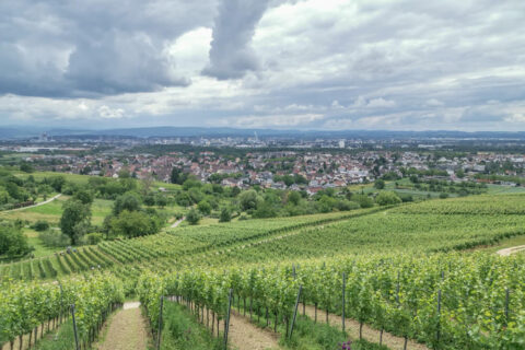 Hotel & Restaurant Krone, Weil am Rhein - prima Ausblick über die Weinberge