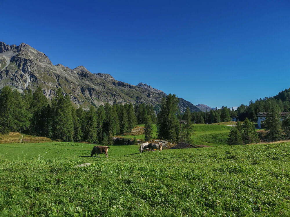 Hotel Waldhaus, Sils - Val Fex mit dem Bike erkunden 2