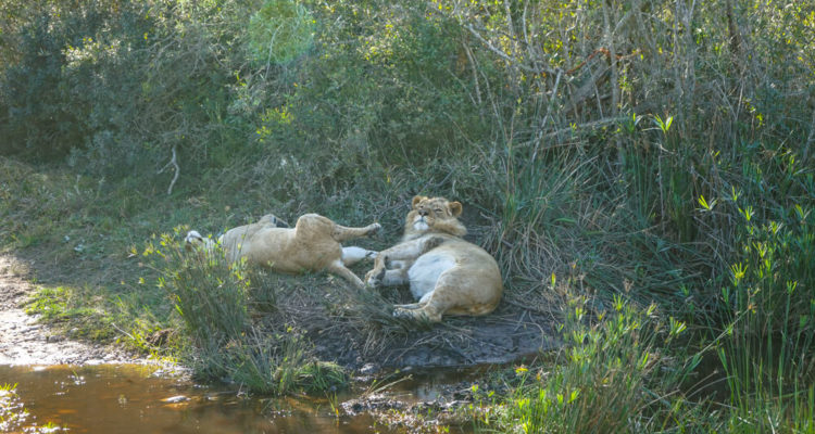 Botlierskop Tages-Safari, Südafrika - satte Löwen