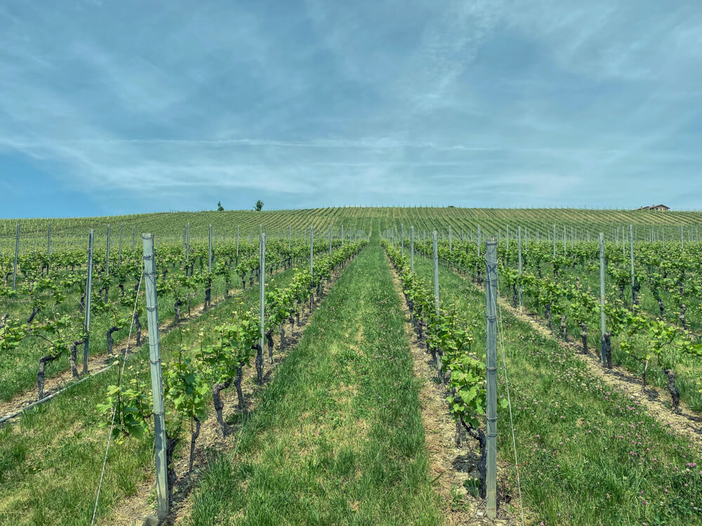 E-Bike Tour, Wein tasting Genf - Domaine de Curiades Weinberge