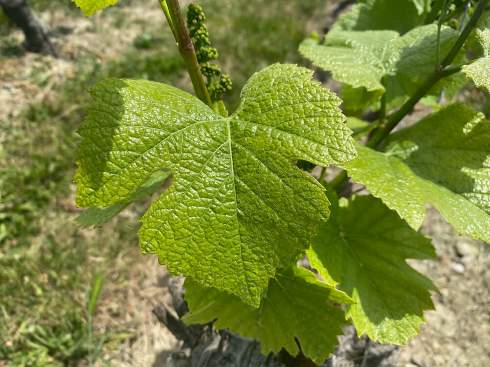 E-Bike Tour, Wein tasting Genf - Domaine de Curiades Weinblätter