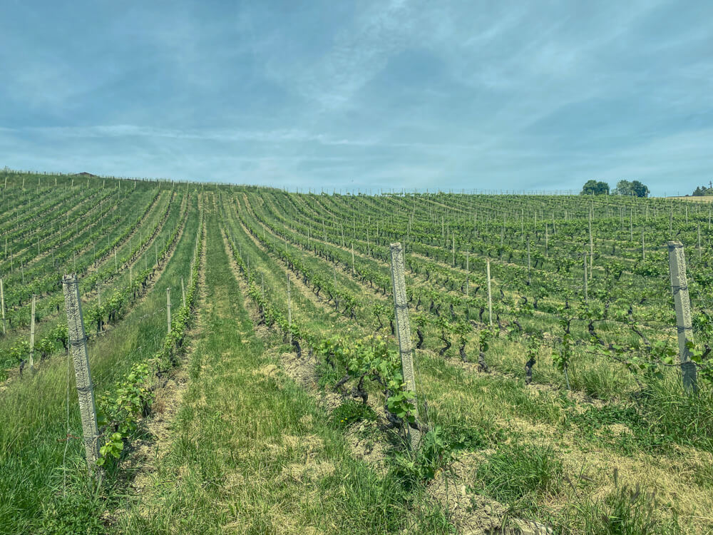 E-Bike Tour, Wein tasting Genf - Weinberge bei Genf
