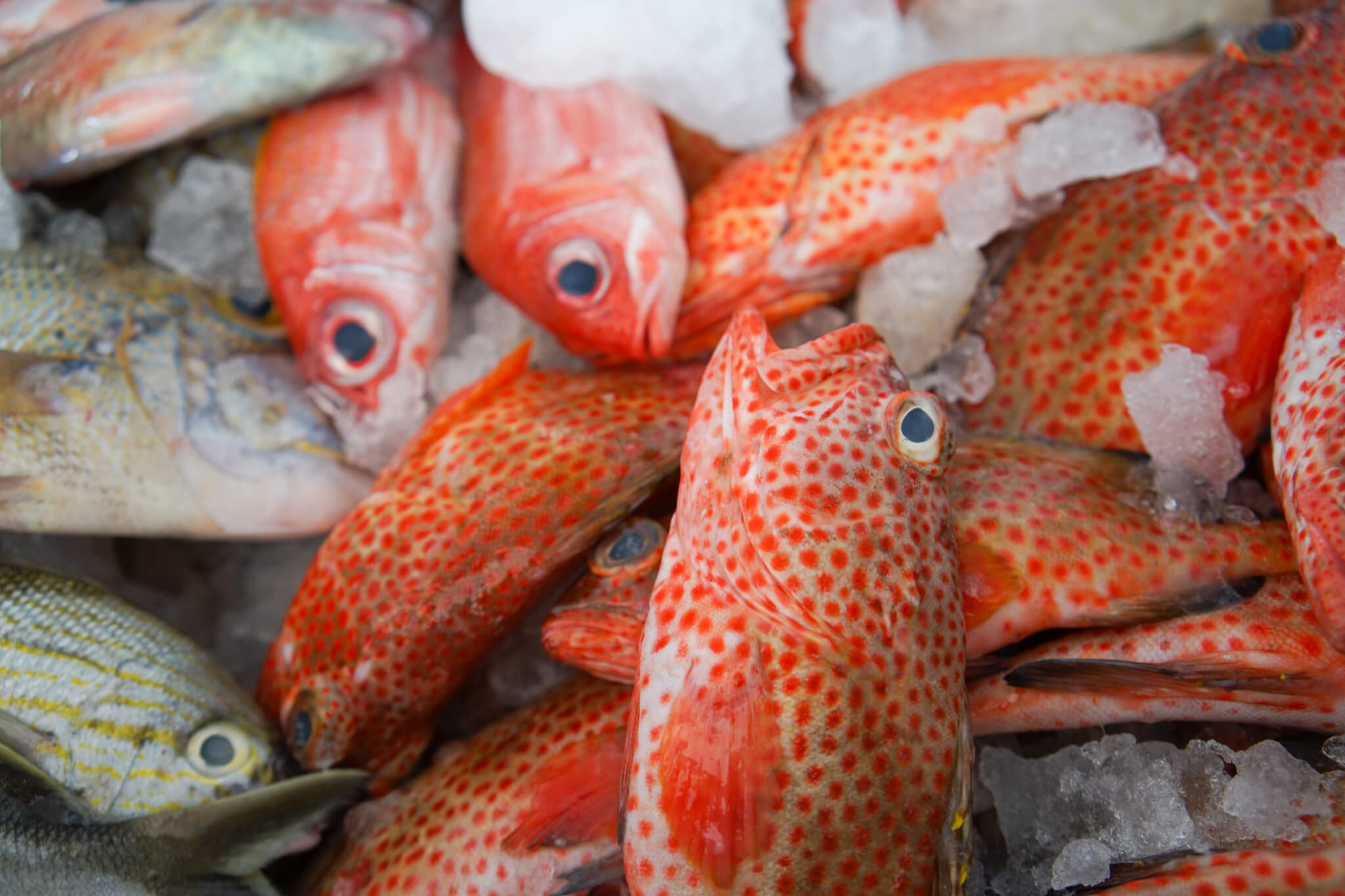 Markt in Marigot, Saint Martin - Snapper frisch gefangen